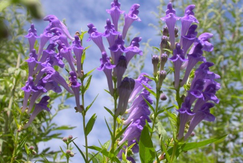 1630672823909752.jpg image.jpg