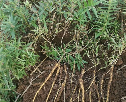 1630672833824096.jpg image.jpg