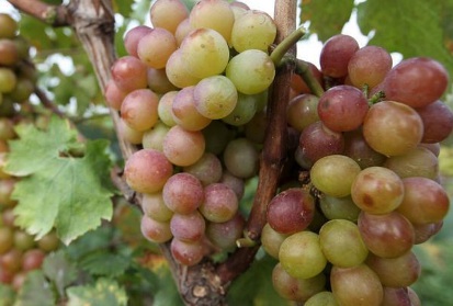 1630674115897683.jpg image.jpg