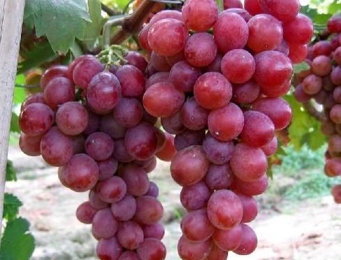 1630674136540086.jpg image.jpg