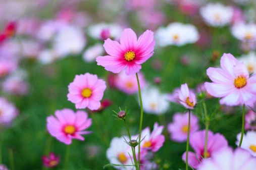 1630675256786657.jpg image.jpg