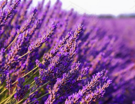 1630675577429810.jpg image.jpg