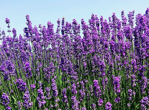 1630675587310401.jpg image.jpg