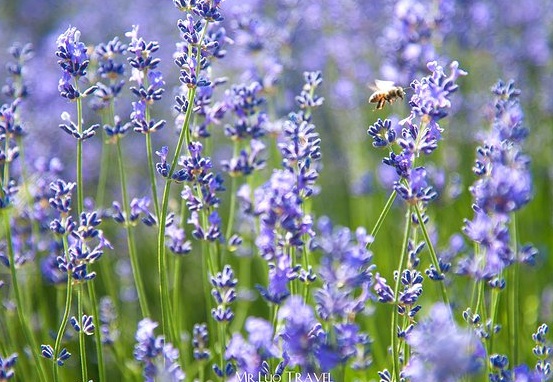 1630675602888751.jpg image.jpg