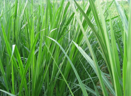 1630676026915994.jpg image.jpg