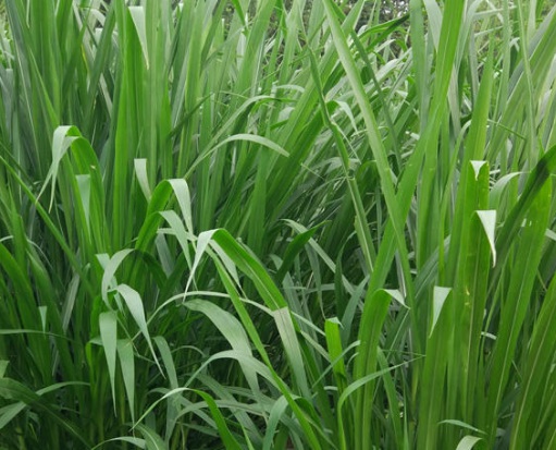 1630676045503382.jpg image.jpg