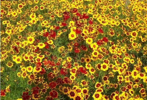 1630747708796488.jpg 02d68465b74fbb93ed2edfc442bf0bca_1629242834775345.jpg