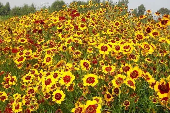 1630747724980181.jpg a596578abb2498c5ca1f602b646bc2ce_1629242846498001.jpg