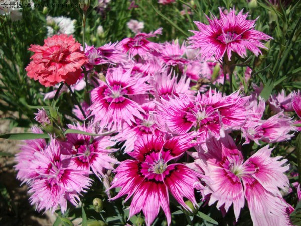 1630747875511220.jpg 1.jpg