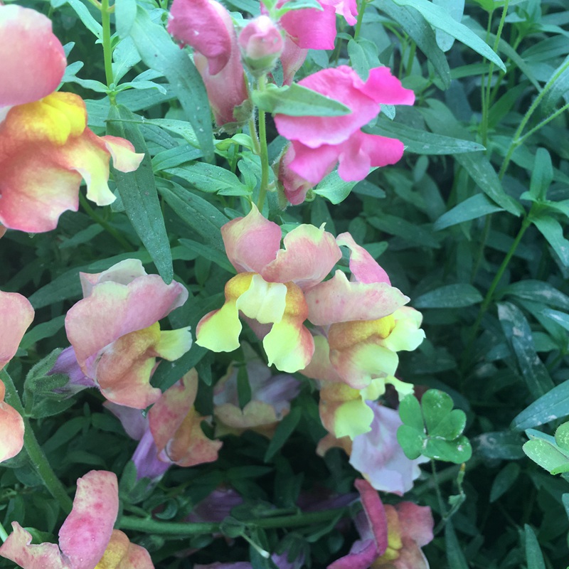 1630748213848607.jpg 7c380562003dbcc47a0bc352bd9e3b1e_1590847190520846.jpg