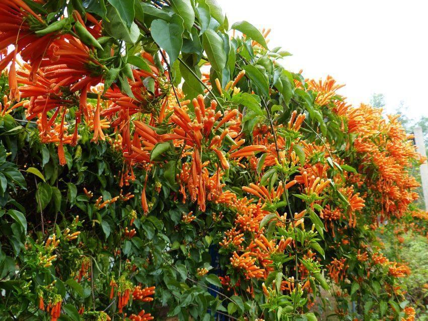 1630757776819089.jpg 1630757776819089.jpg