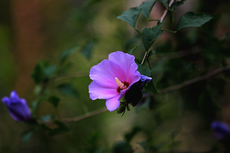 1630760453265377.jpg 1630760453265377.jpg