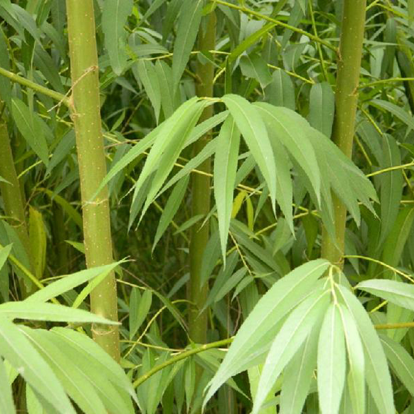 1630762959886792.jpg 1630762959886792.jpg