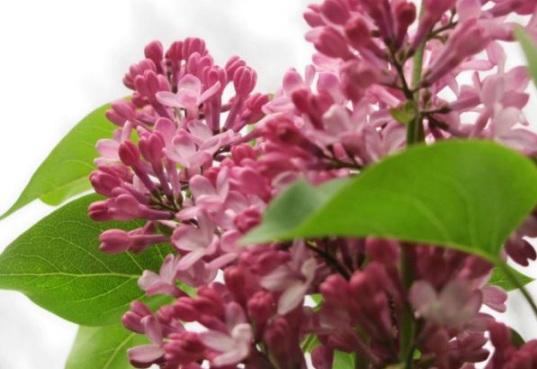 1630909517303088.jpg image.jpg