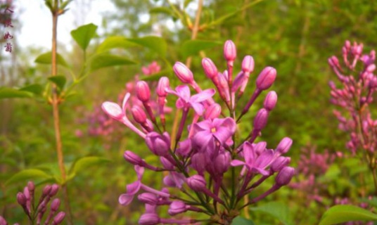 1630909528450195.jpg image.jpg