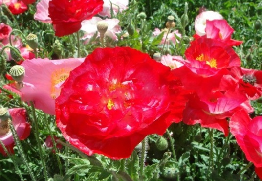 1630909599430797.jpg image.jpg