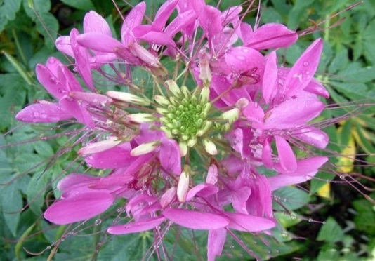 1630910164467524.jpg image.jpg