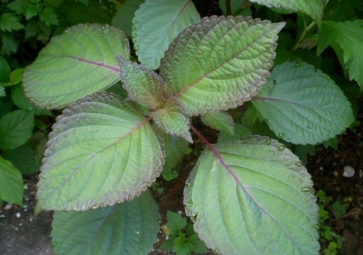 1630910504398893.jpg image.jpg