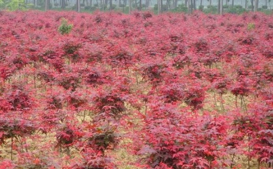 1630912214440427.jpg image.jpg