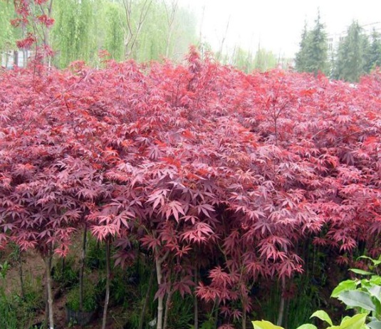 1630912224338897.jpg image.jpg