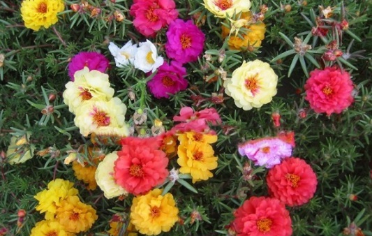 1630917338660626.jpg image.jpg