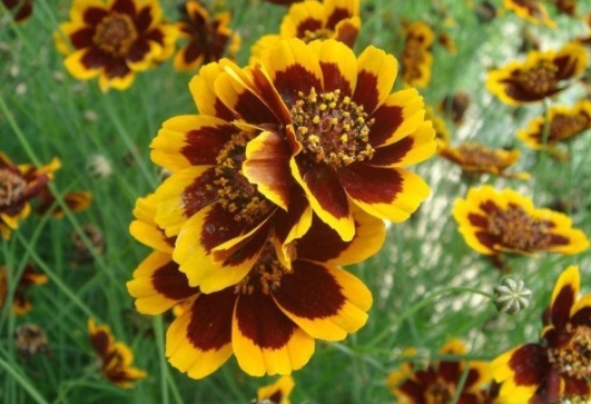 1630918027271084.jpg image.jpg