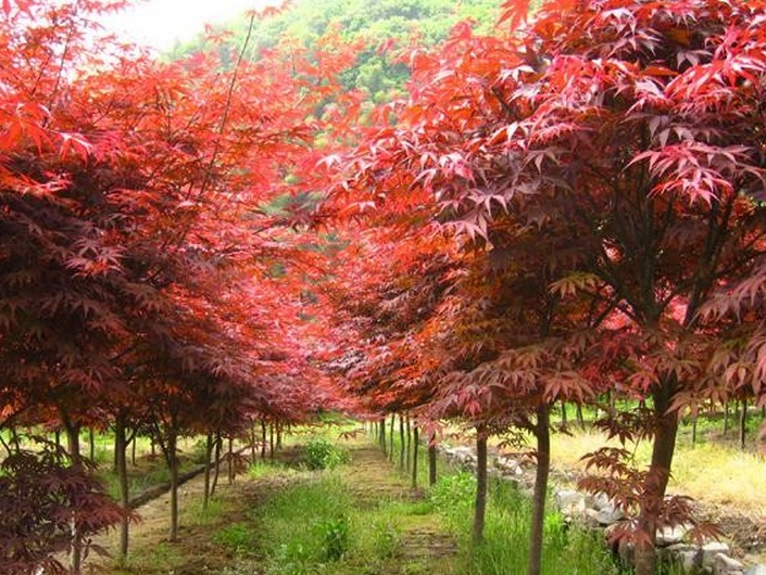 1630918176133931.jpg 紅楓3.jpg