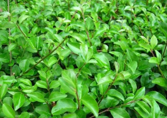 1630918419628541.jpg image.jpg