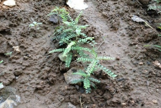 1630918704227254.jpg image.jpg