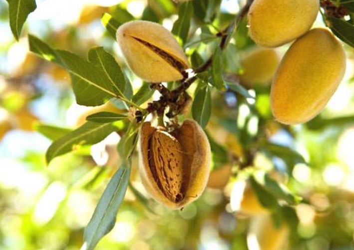 1630918900460752.jpg 杏仁1.jpg