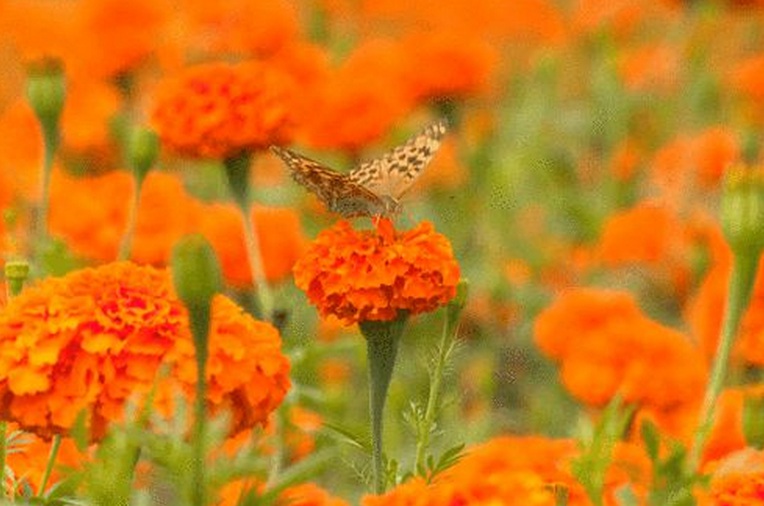 1630920346164810.jpg 萬壽菊1.jpg