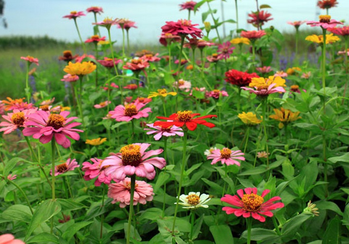 1630920405507627.jpg 百日菊2.jpg