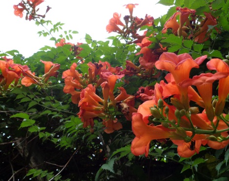 1630921735385759.jpg image.jpg