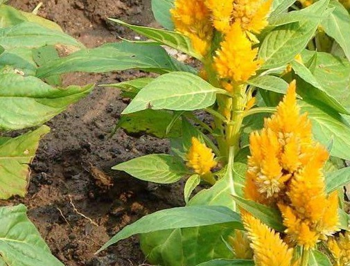 1630921816878285.jpg 1630921816878285.jpg