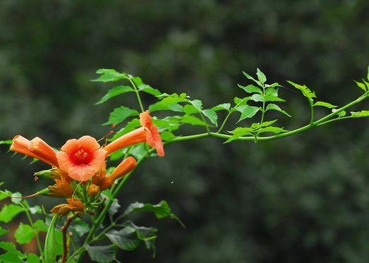 1630922494842797.jpg image.jpg