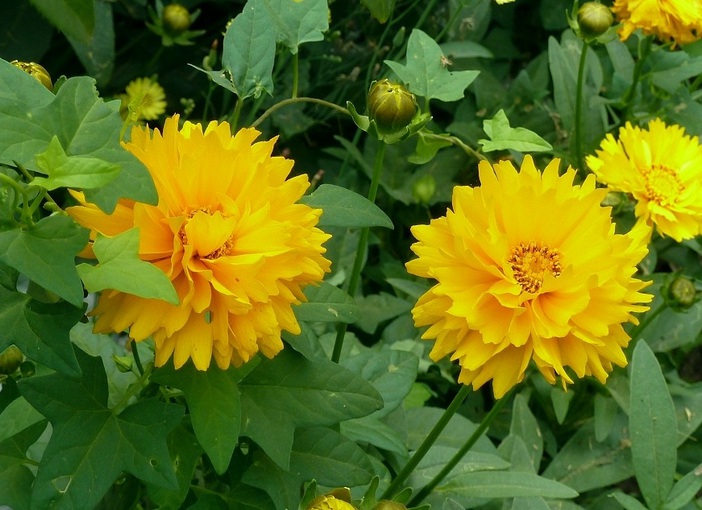 1630930664267495.jpg 緊急1.jpg