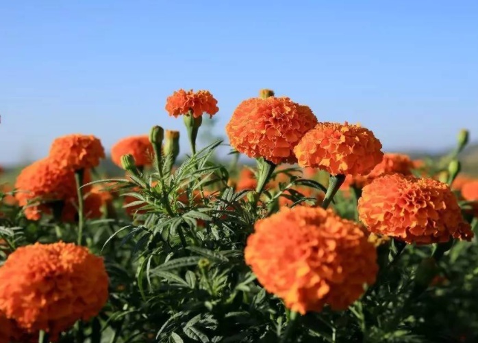 1630935065285526.jpg 萬壽菊2.jpg