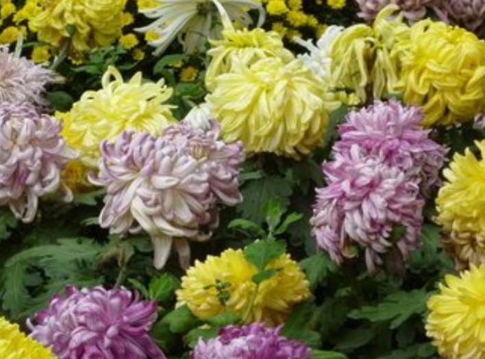 1630935088544341.jpg 菊花333.jpg