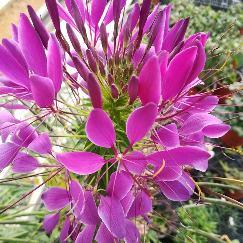 1631016532837540.jpg cd6900b1f924508db0c6b910be183371_1589554132681470.jpg