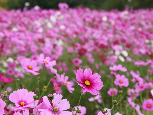 1631017109453947.jpg 1.jpg