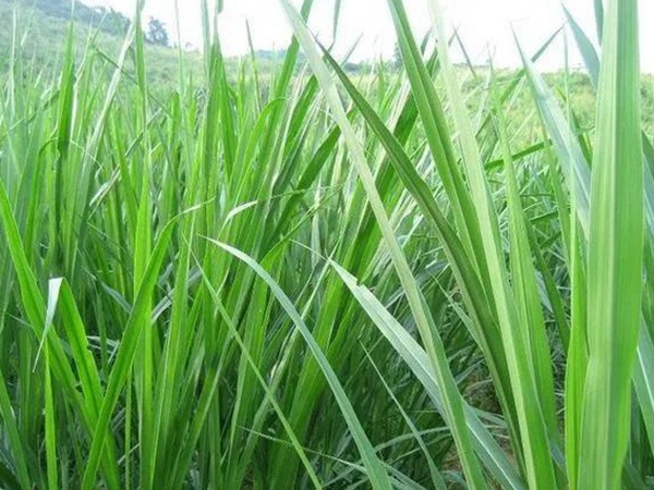 1631019844620997.jpg 68182e7ef1c1aa52d3a5a8904bfe9b28_1589764988269362.jpg