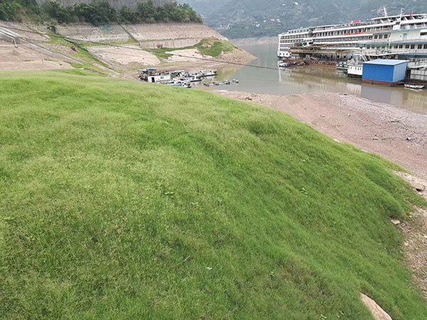 百慕大草坪護坡圖片 百慕大草坪護坡圖片