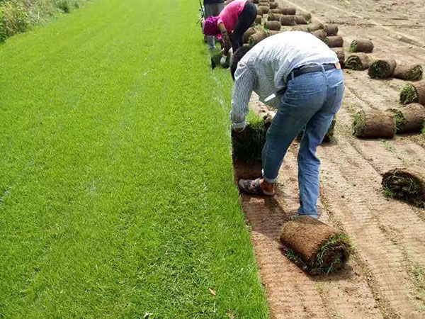 高羊茅草坪圖片 高羊茅草坪圖片