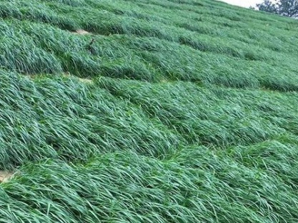 1631061808319988.jpg image.jpg