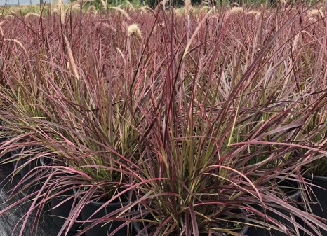 1631065367587075.jpg image.jpg