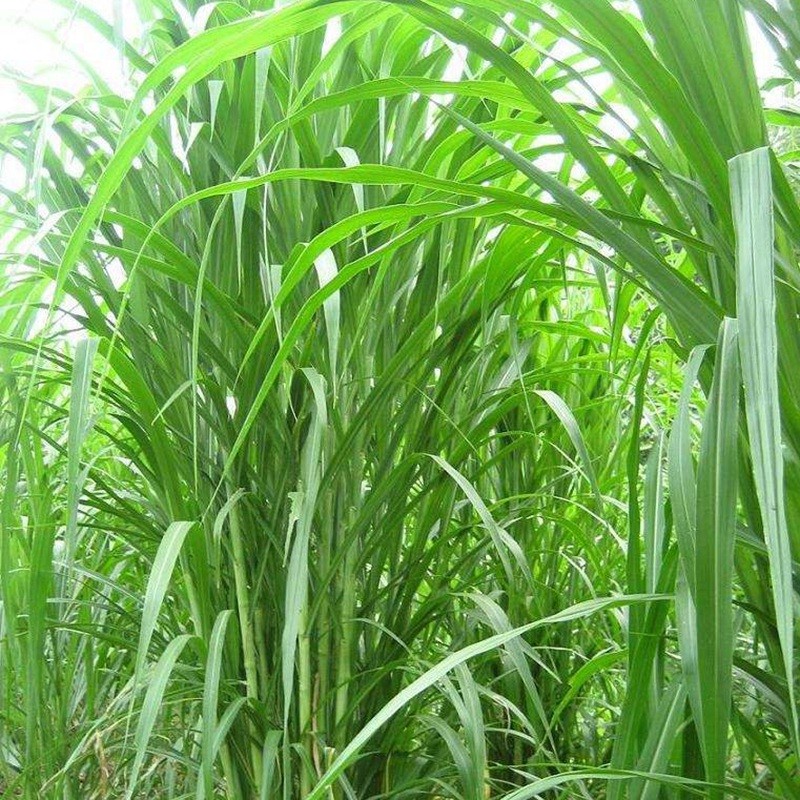 1631071891717986.jpg 07dc46cea5163a109f00e9eac420fc21_1589765233955563.jpg