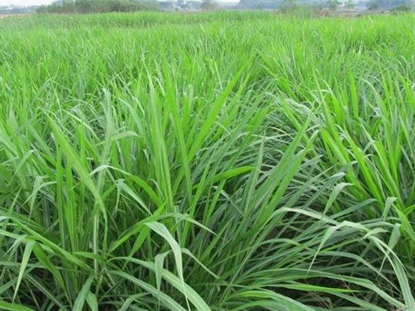 1631072169392222.jpg b6dbabed6b07047d59750b4082809283_dcf43c8f97af33a050bc015713368044.jpg