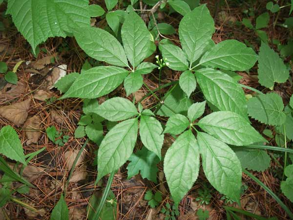 人參種子發芽出苗圖片 人參種子發芽出苗圖片