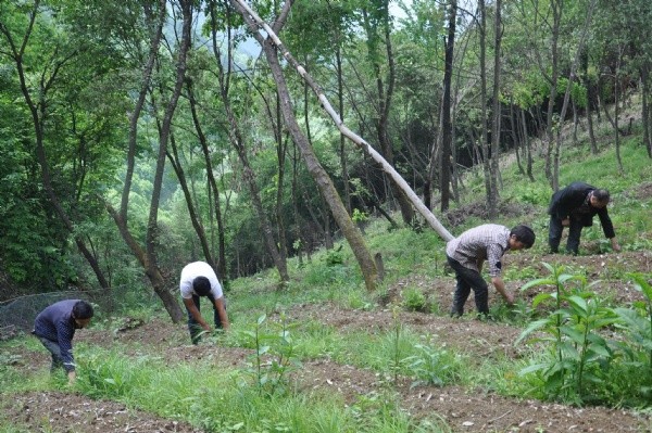 天麻種子發(fā)芽出苗圖片 天麻種子發(fā)芽出苗圖片