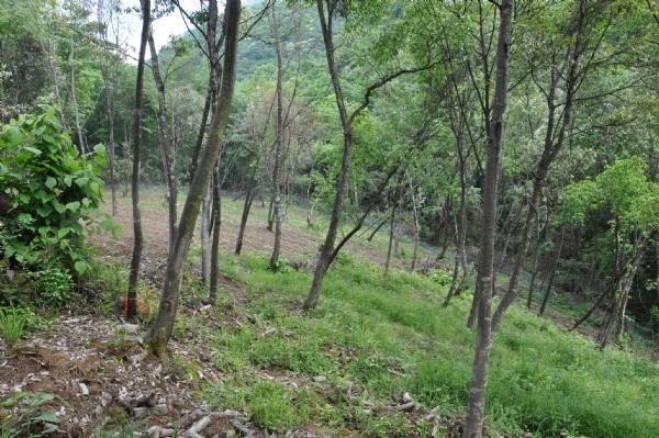 天麻種子發(fā)芽出苗圖片 天麻種子發(fā)芽出苗圖片